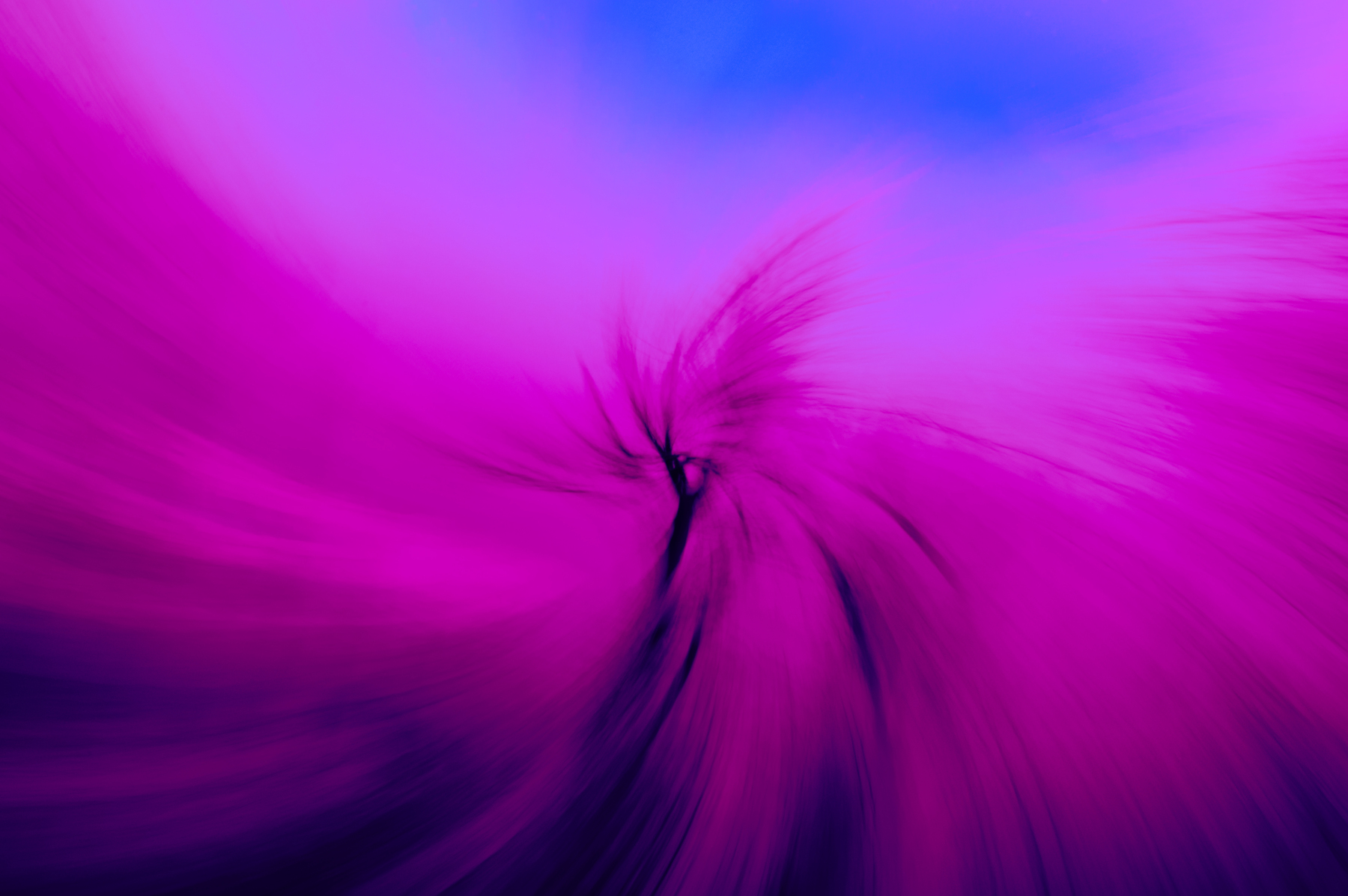 Cherry Blossom